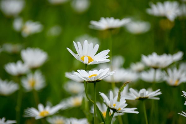 lots of flowers